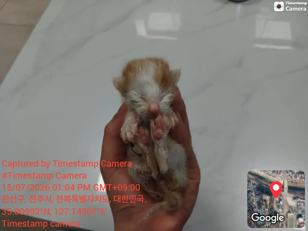 한국 고양이 보호중 사진