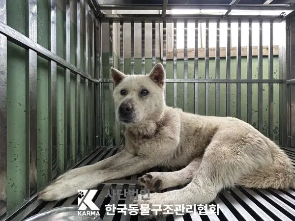 믹스견 보호중 사진