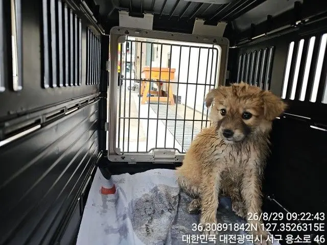 믹스견 보호중 사진