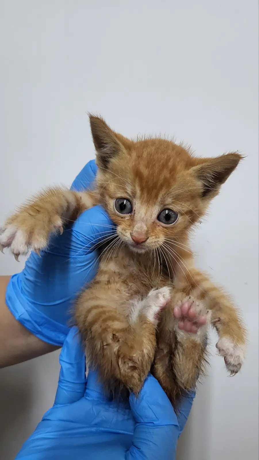 한국 고양이 보호중 사진
