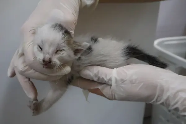 한국 고양이 보호중 사진