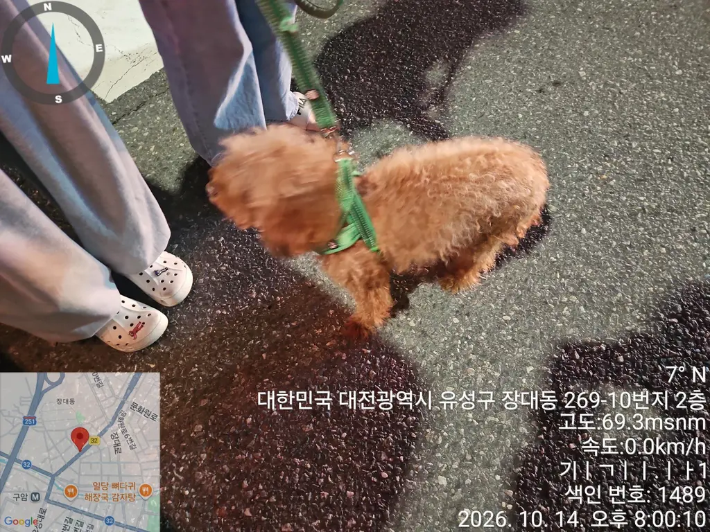 푸들 보호중 사진
