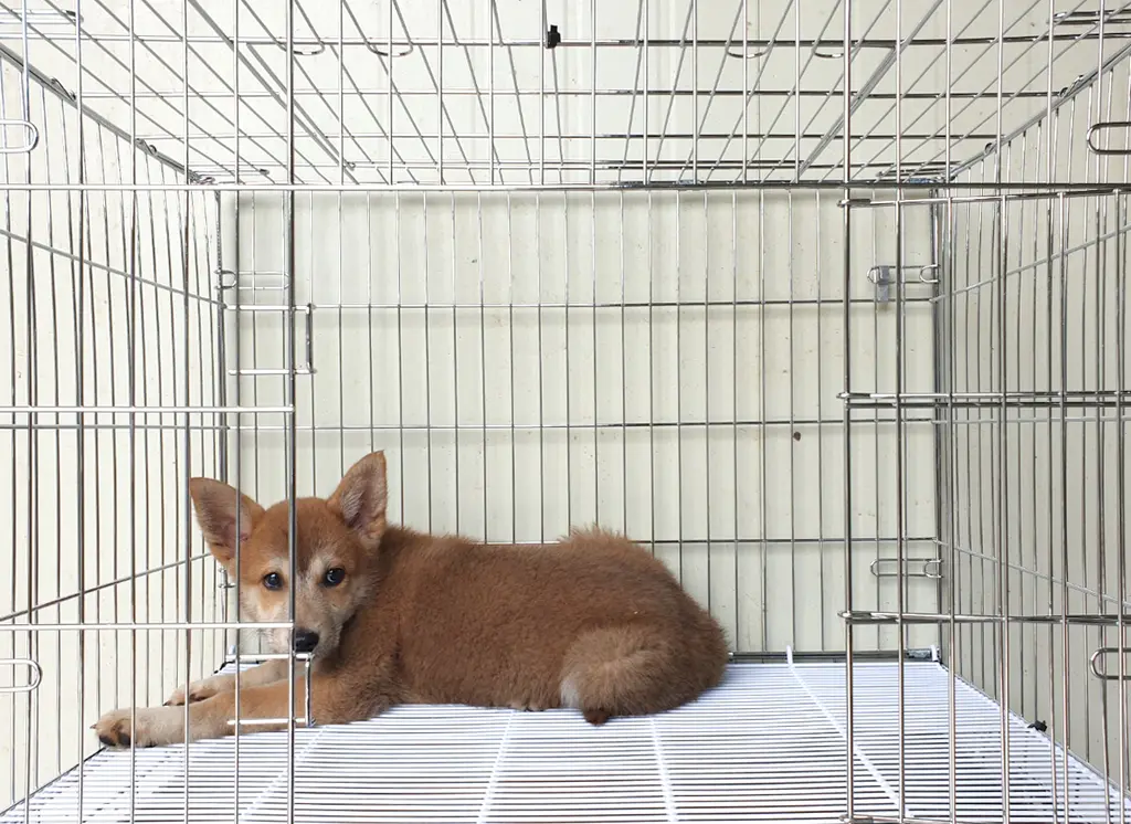 믹스견 보호중 사진