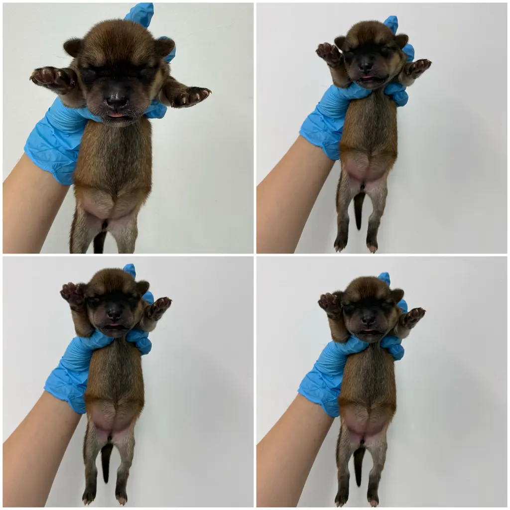 믹스견 보호중 사진