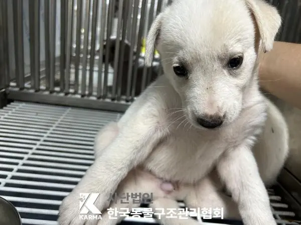믹스견 보호중 사진