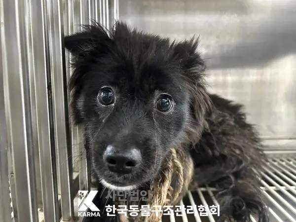 믹스견 보호중 사진