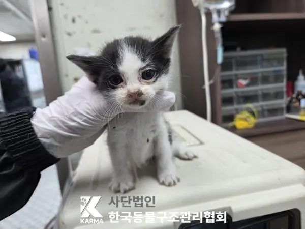 한국 고양이 보호중 사진