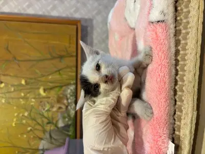 믹스묘 보호중 사진