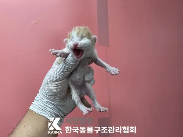 한국 고양이 보호중 사진