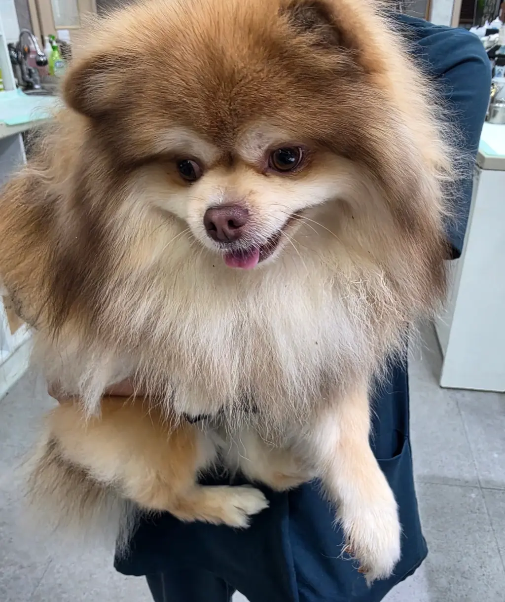 포메라니안 보호중 사진