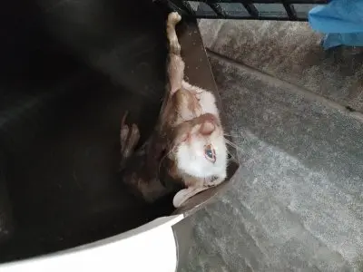 믹스묘 보호중 사진