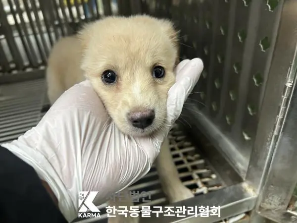 믹스견 보호중 사진