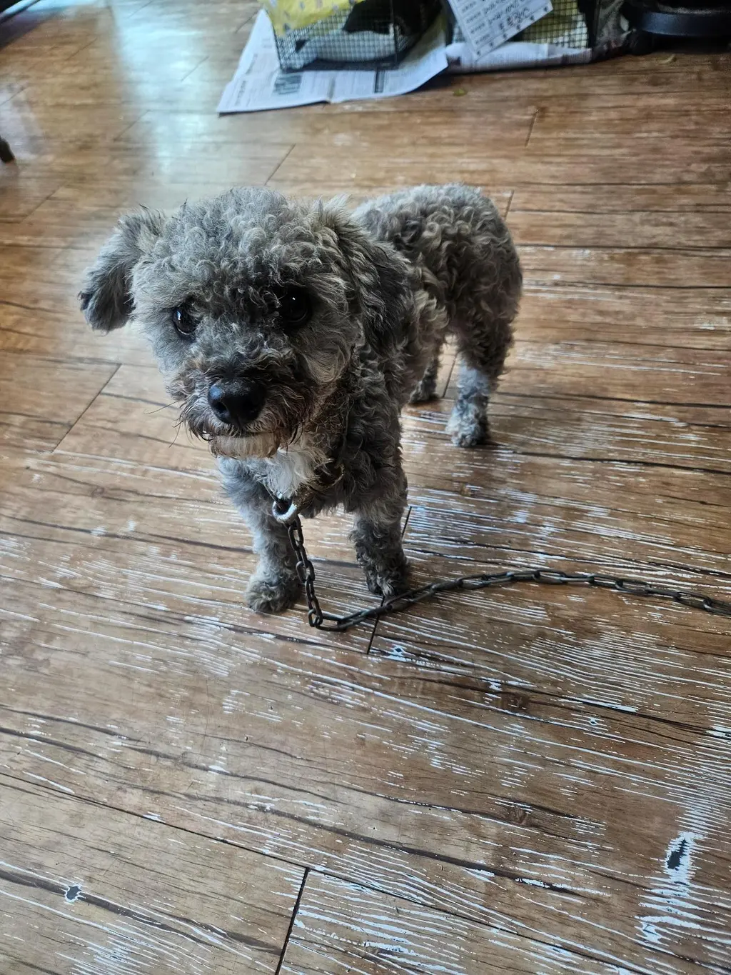 푸들 보호중 사진