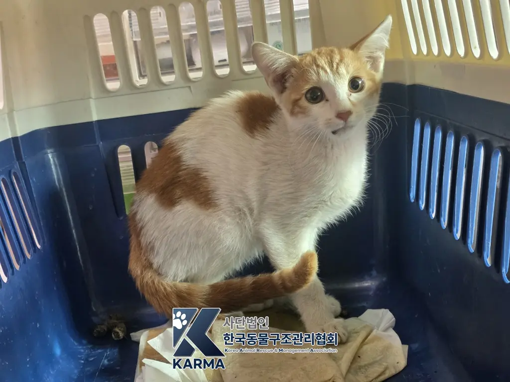 한국 고양이 보호중 사진