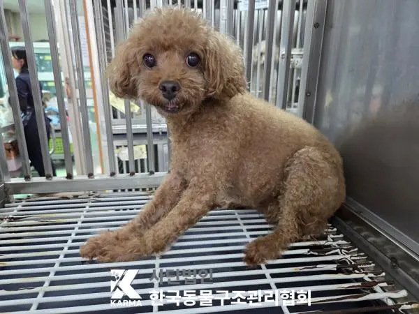 푸들 보호중 사진