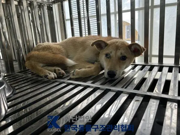 믹스견 보호중 사진
