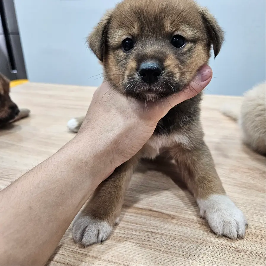 믹스견 보호중 사진