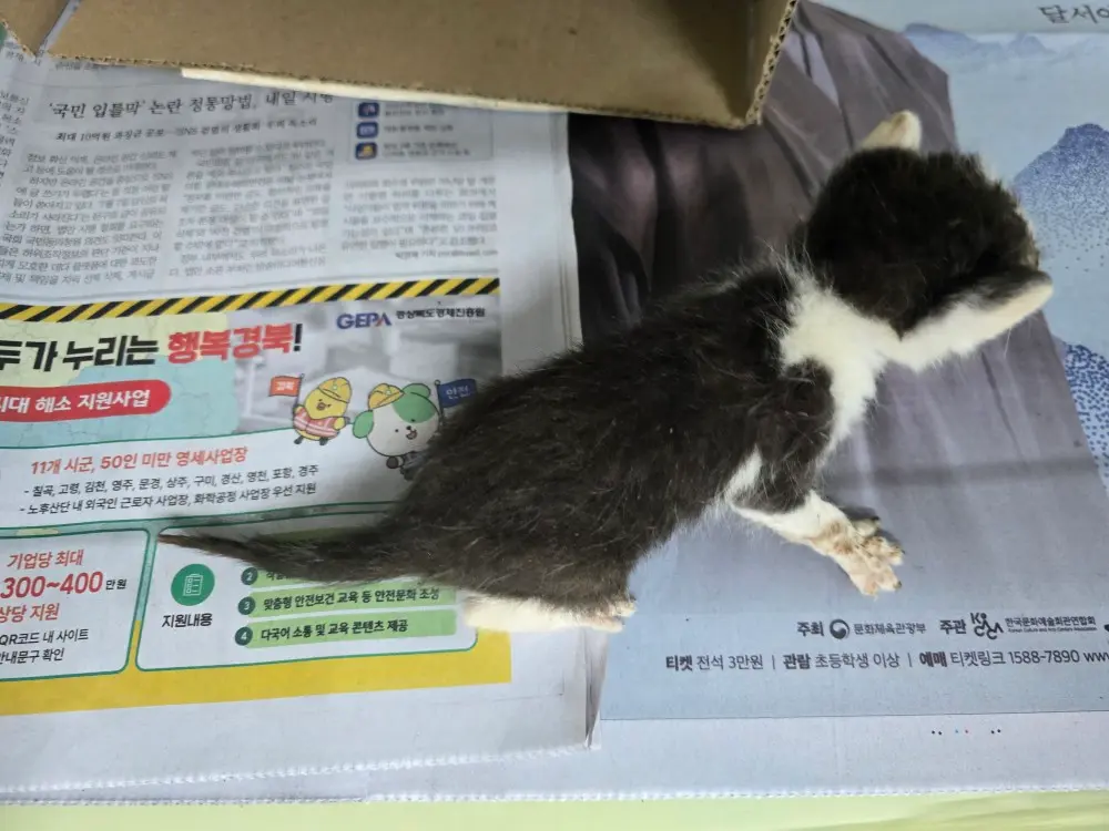 한국 고양이 보호중 사진