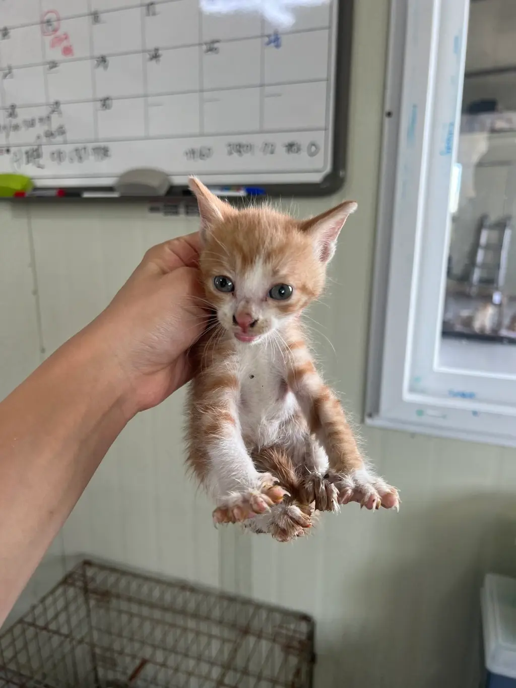 한국 고양이 보호중 사진
