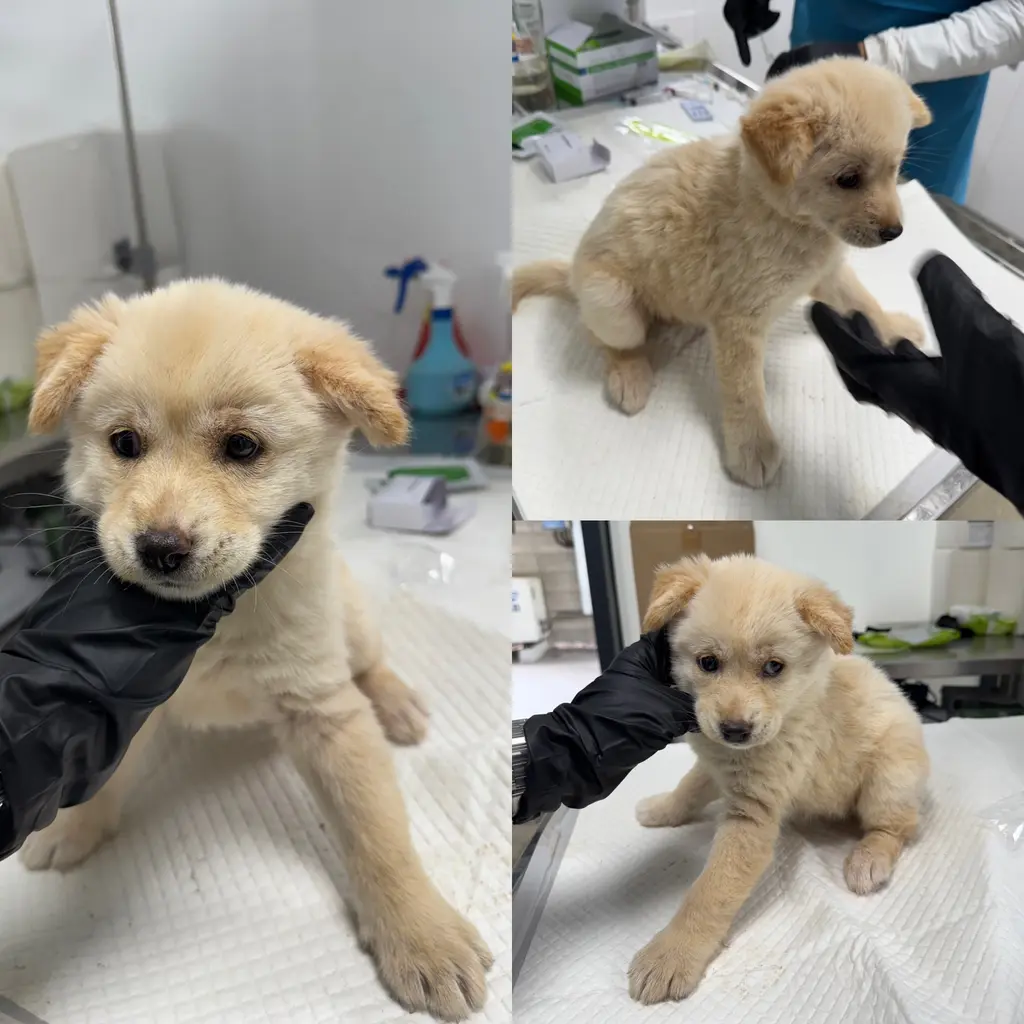 믹스견 보호중 사진