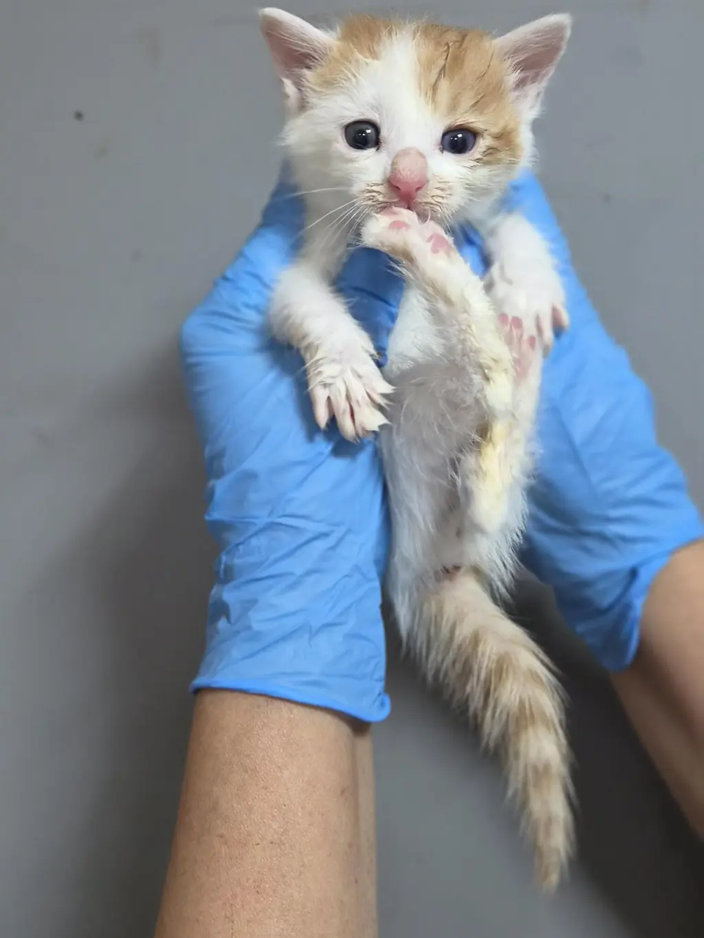 한국 고양이 보호중 사진