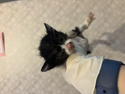 믹스묘 보호중 사진