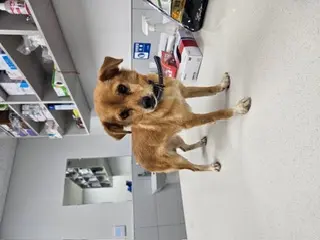 믹스견 보호중 사진