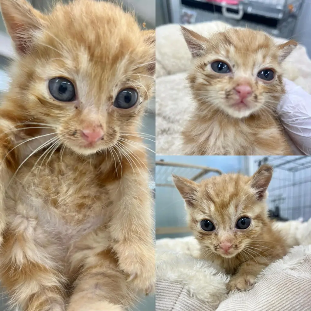 한국 고양이 보호중 사진