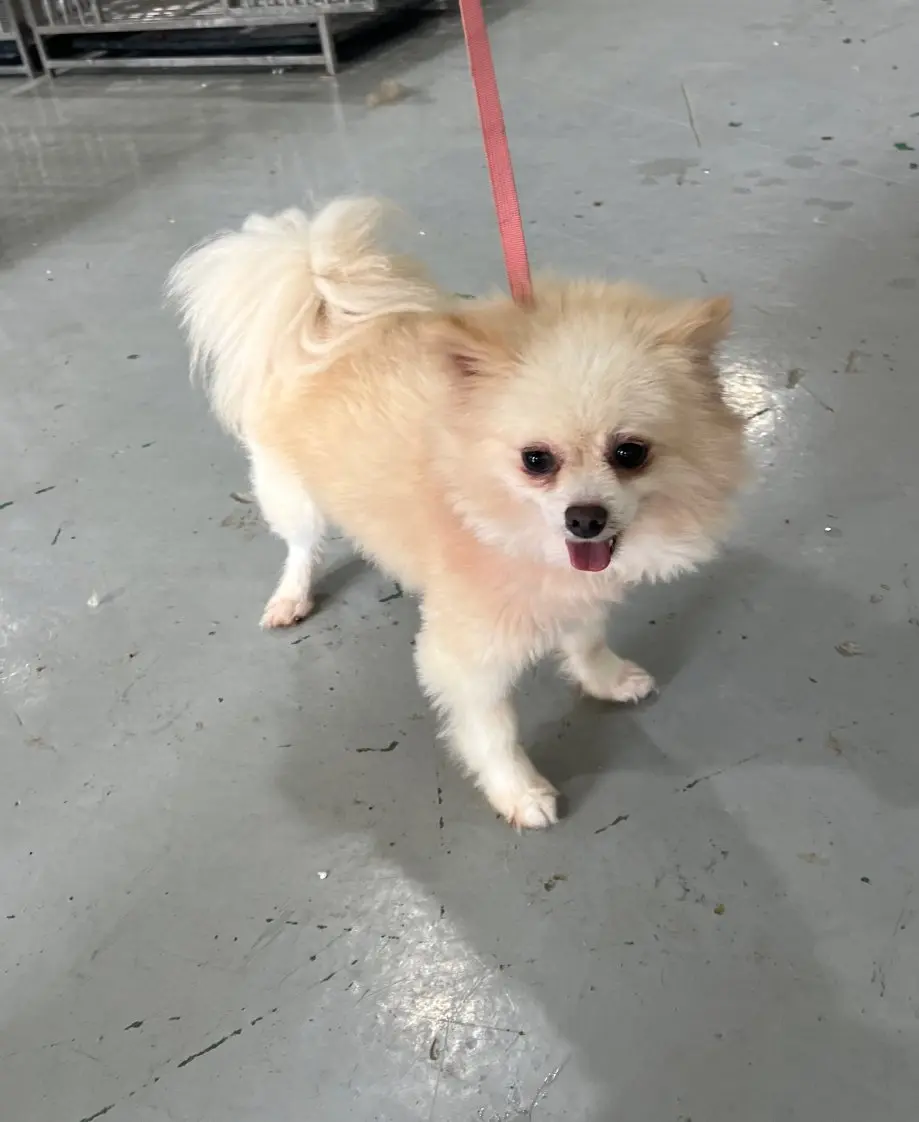 포메라니안 보호중 사진