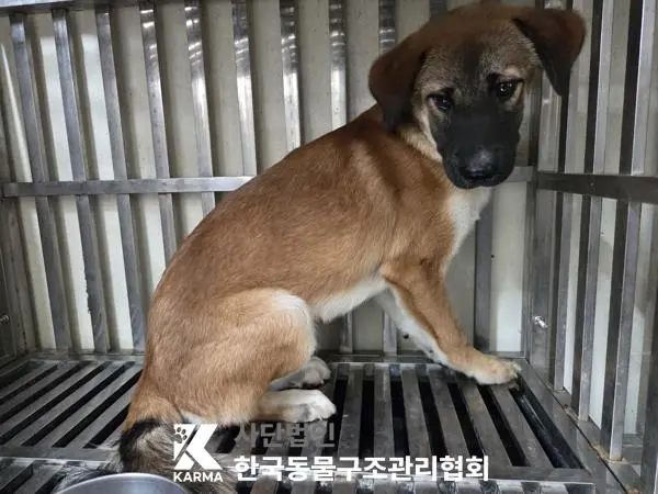 믹스견 보호중 사진