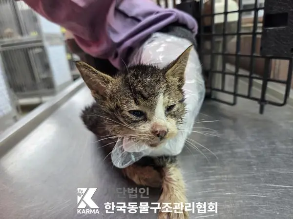 한국 고양이 보호중 사진