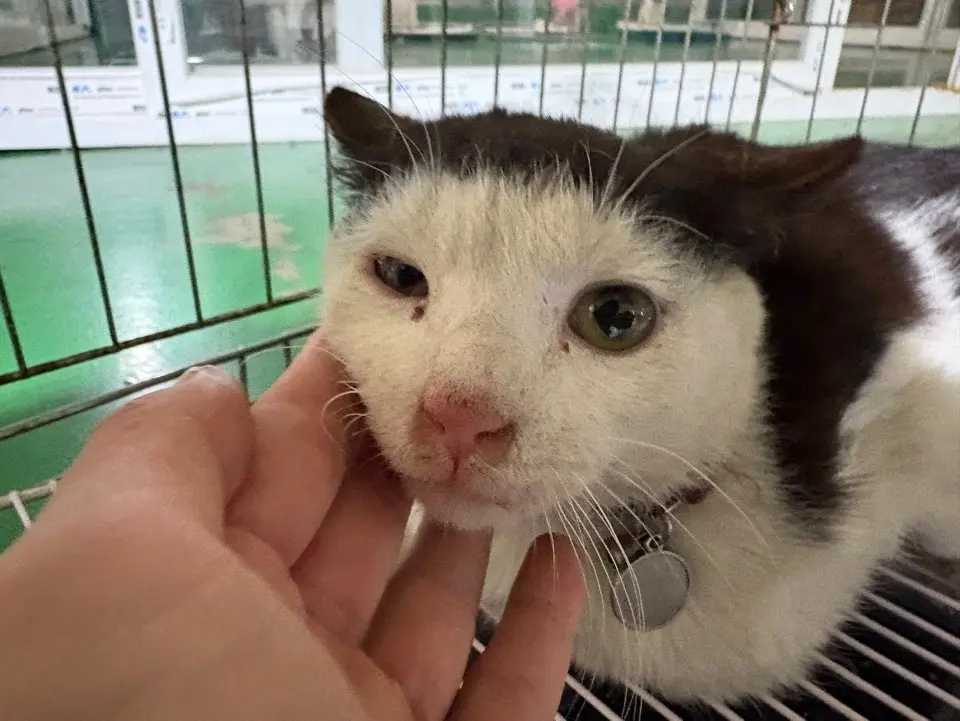 한국 고양이 보호중 사진