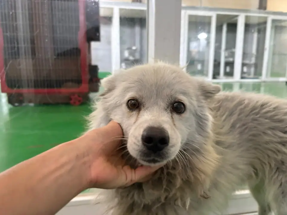 믹스견 보호중 사진