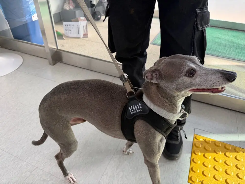 포메라니안 보호중 사진