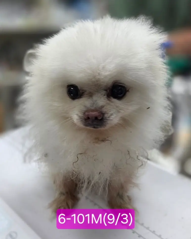 포메라니안 보호중 사진