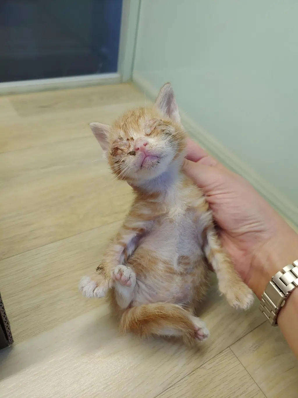 한국 고양이 보호중 사진