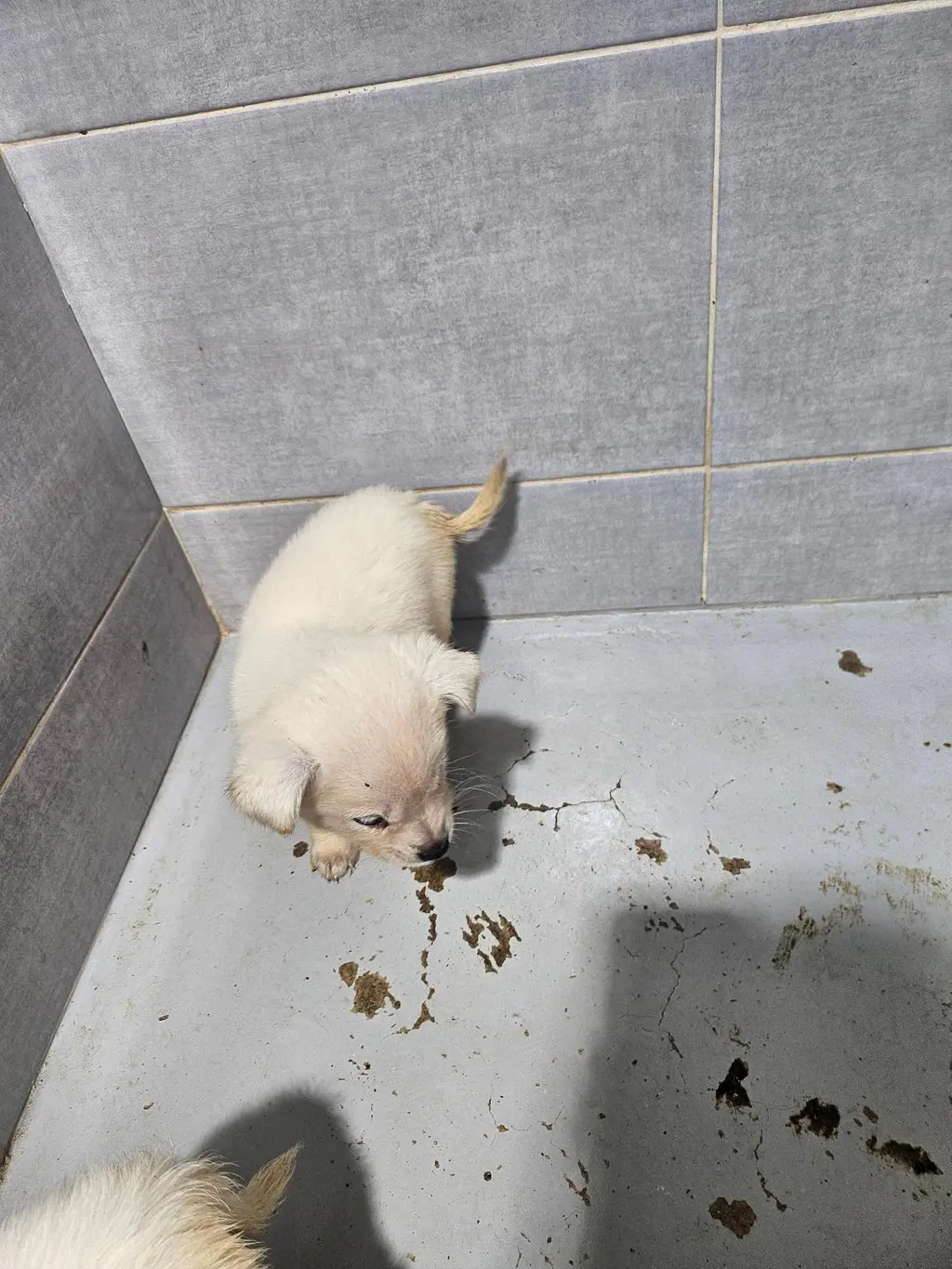 믹스견 보호중 사진