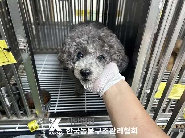 푸들 보호중 사진