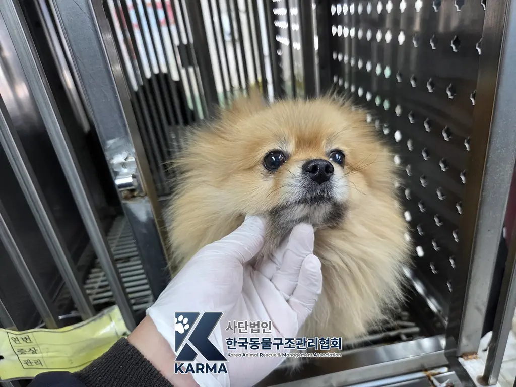 포메라니안 보호중 사진