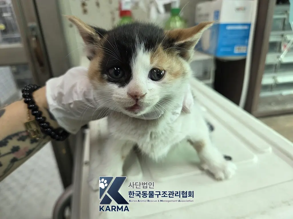 한국 고양이 보호중 사진