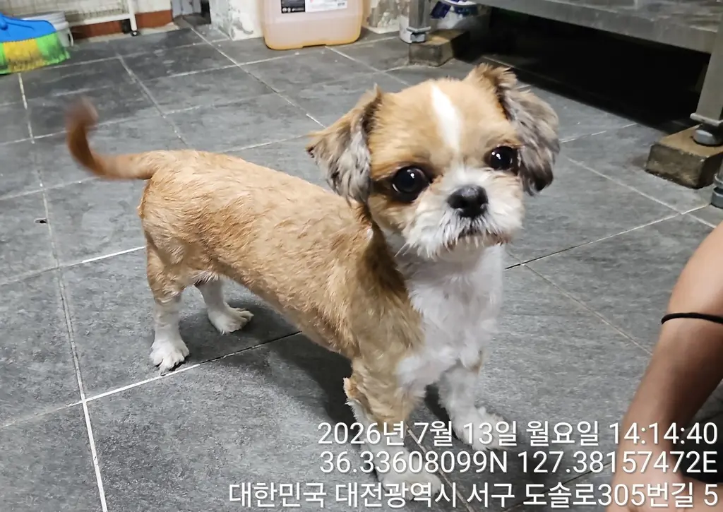 시츄 보호중 사진