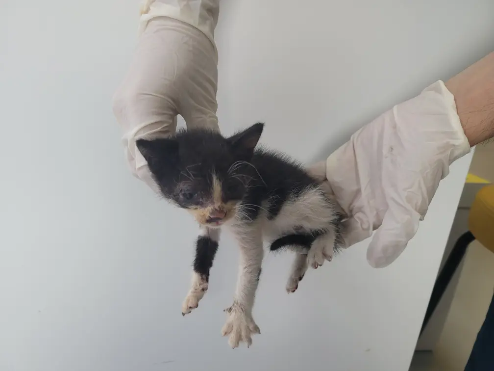 한국 고양이 보호중 사진
