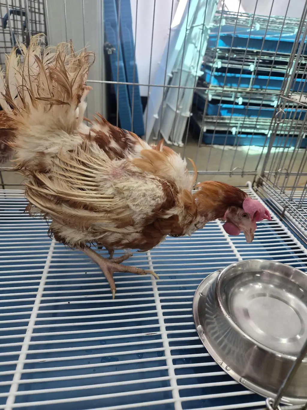 기타축종 보호중 사진