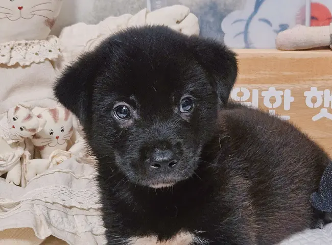 믹스견 보호중 사진