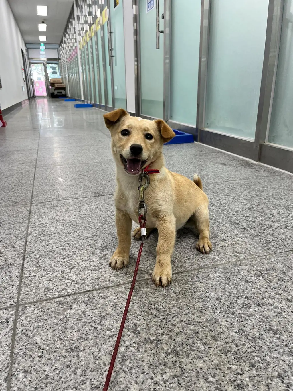 믹스견 보호중 사진