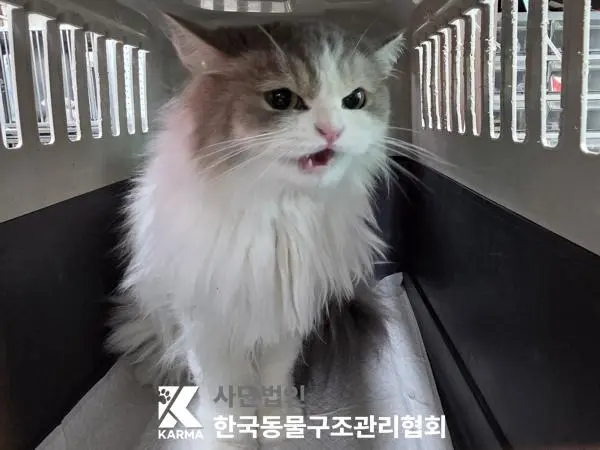 레그돌 보호중 사진