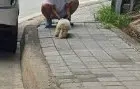 푸들 보호중 사진