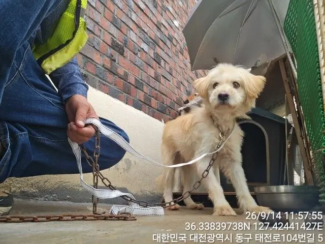 말티즈 보호중 사진