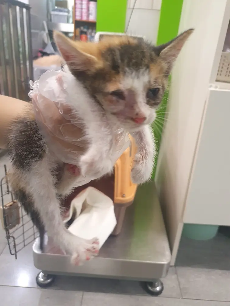 한국 고양이 보호중 사진