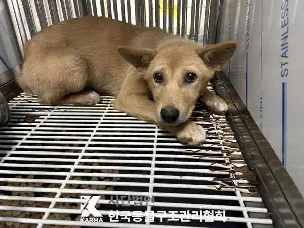 믹스견 보호중 사진